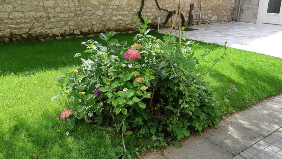 photo massif de fleurs